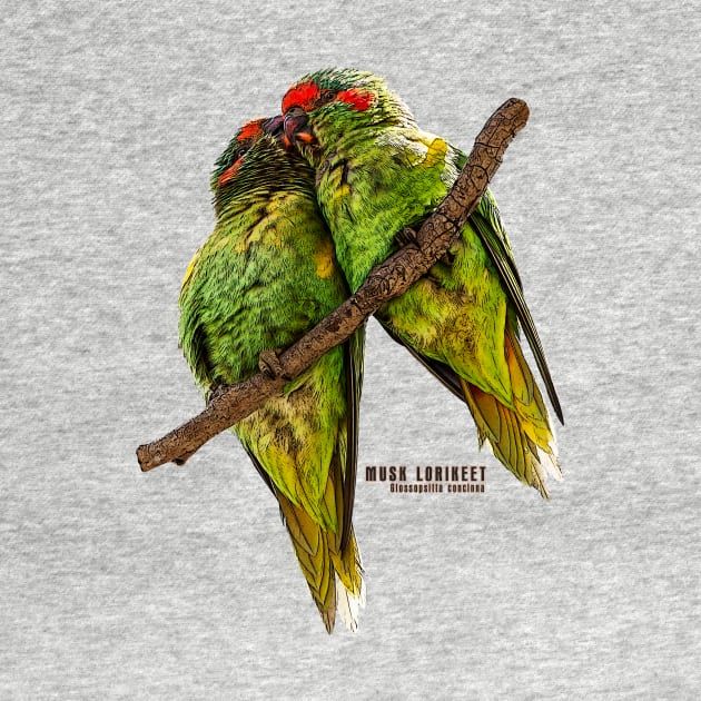 Musk Lorikeet_01C by seadogprints